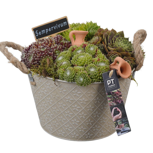 arr. Sempervivum 21cm 21cm Pot