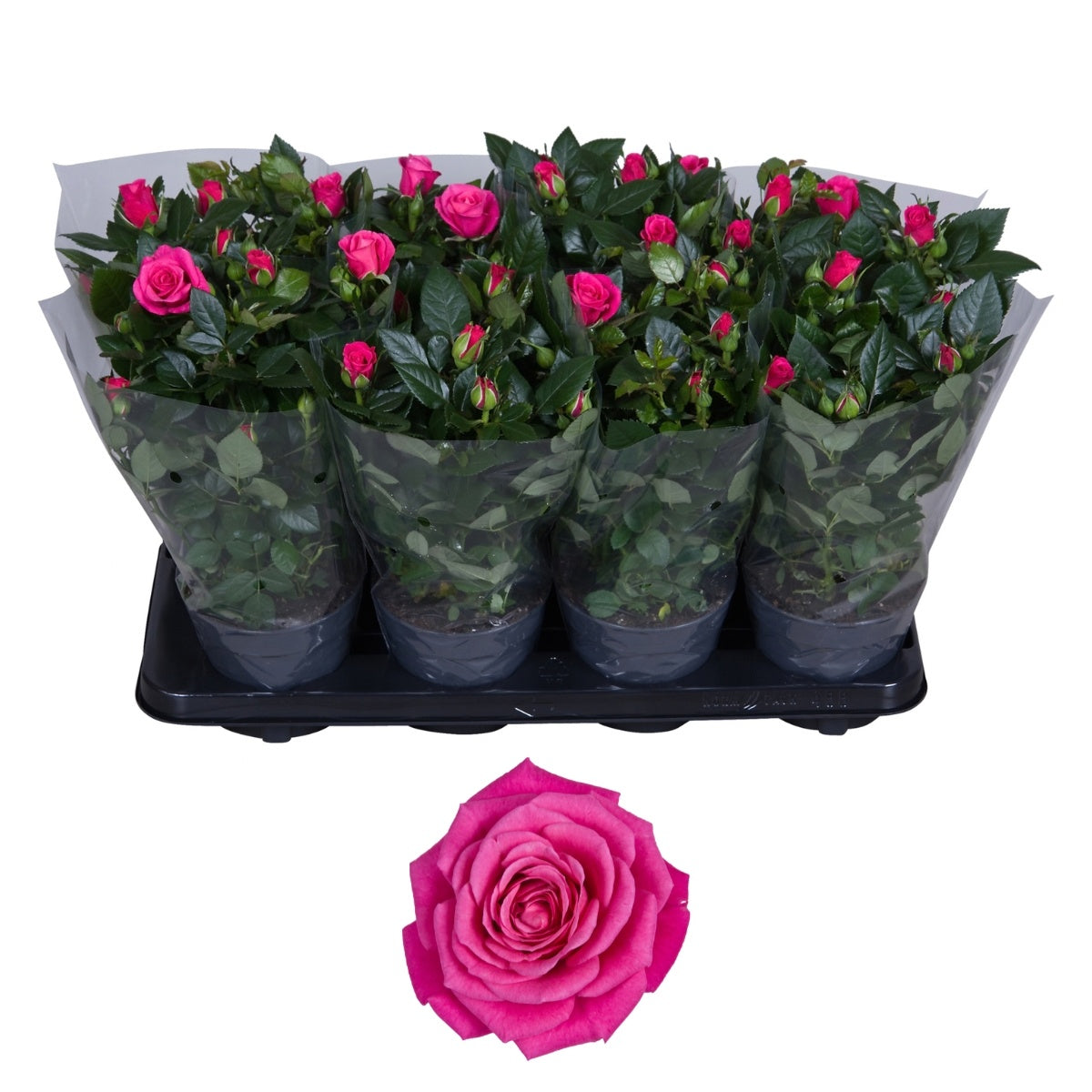 Rosa pink 36cm 13cm Pot