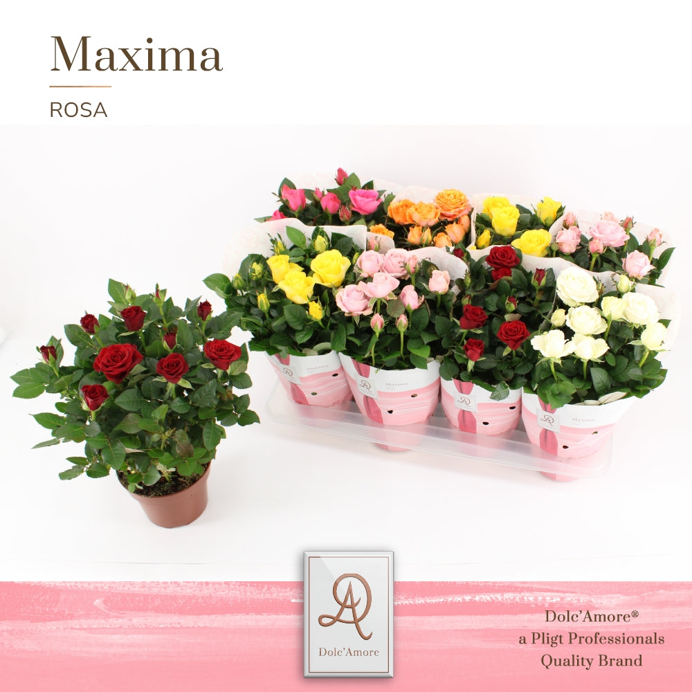 Rosa Amorosa mix 32cm 14cm Pot