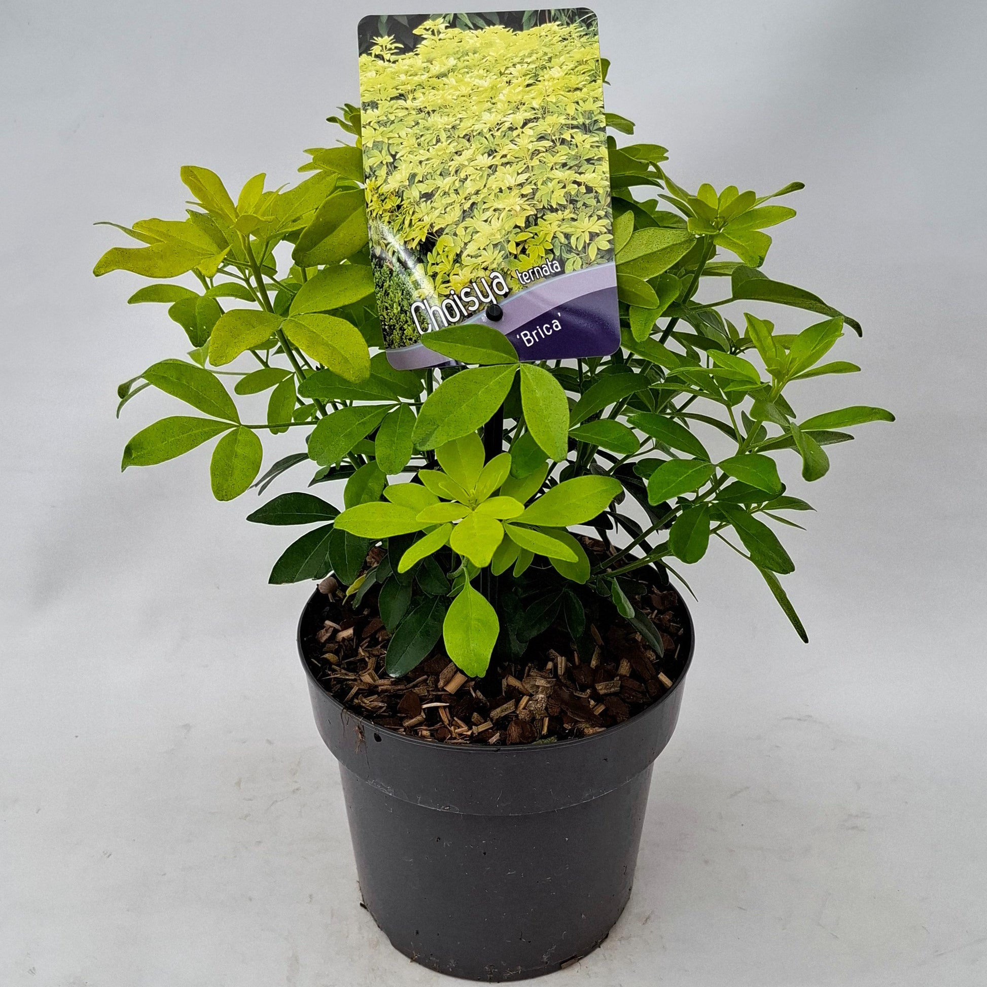Choisya Sundance 20cm 17cm Pot