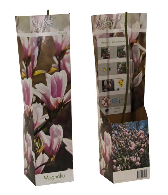 Valk BV Patioplant Magnolia soulangeana Pack of 12