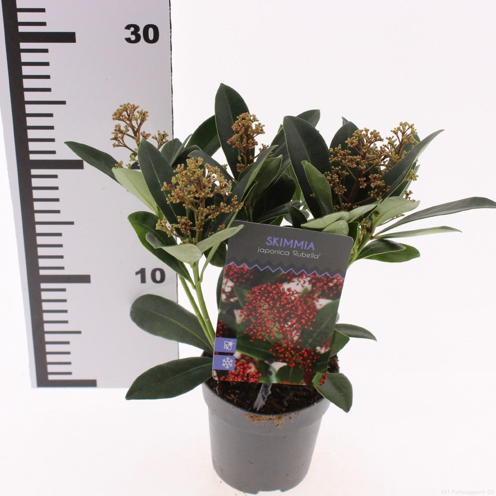Skimmia japonica 15cm 10.5cm Pot