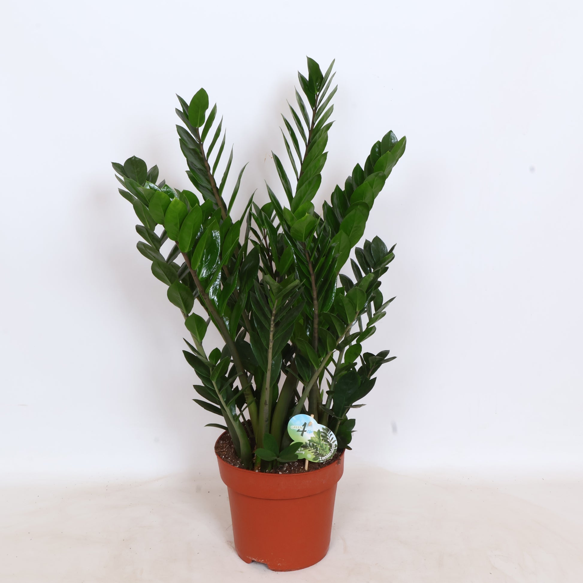 Zamioculcas zamiifolia 90cm 24cm Pot