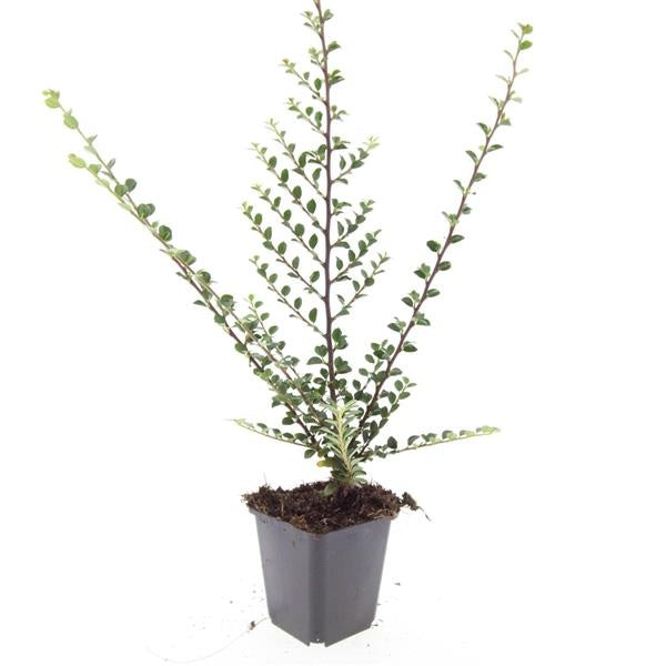 Cotoneaster horizontalis 15cm 9cm Pot