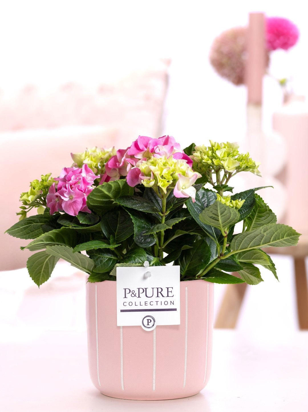 Hydrangea macr. pink (+ drp.Fleur) 25cm 10cm Pot