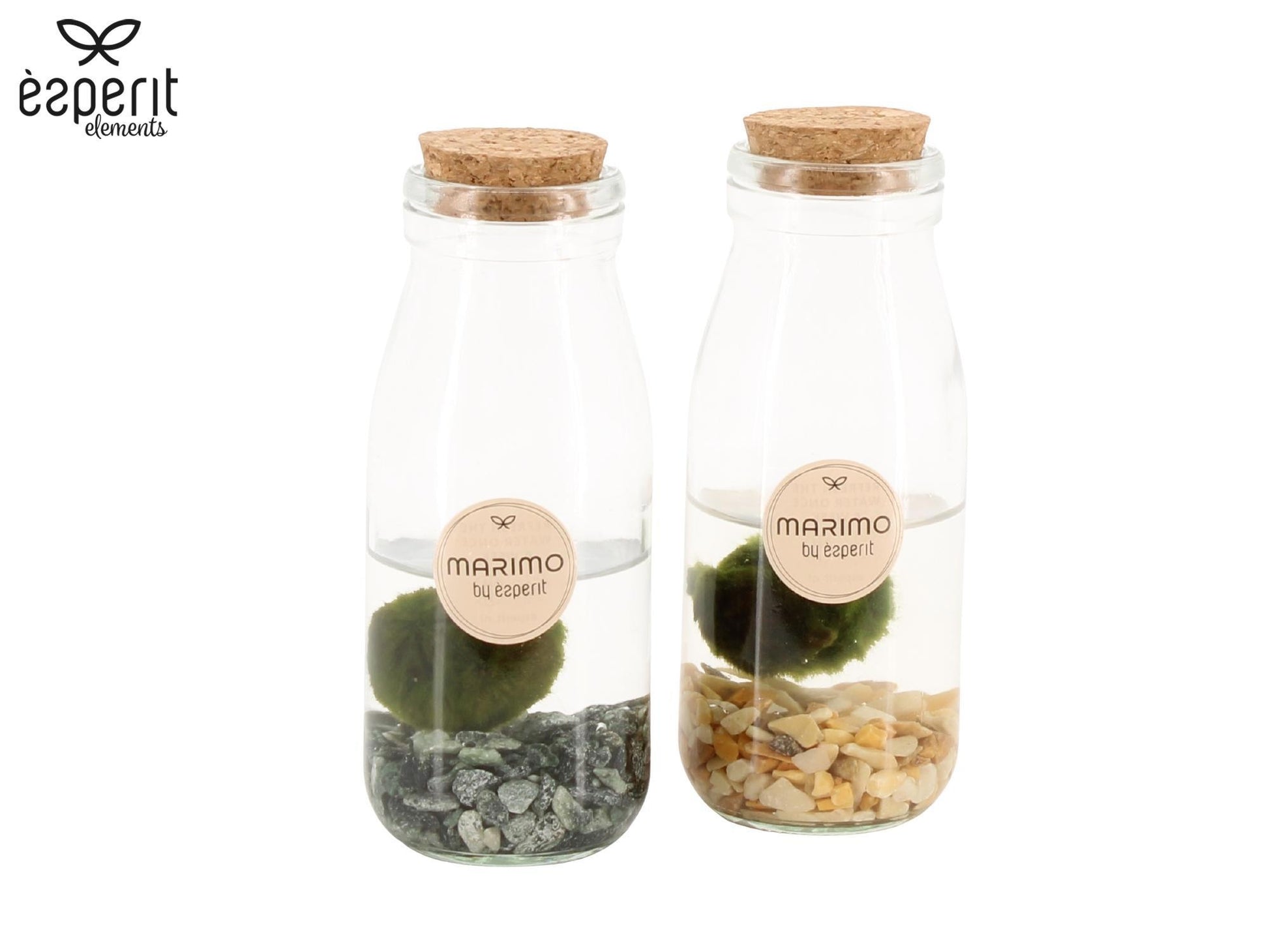 Esperit Elements Vof Marimo moss ball in glass Pack of 16