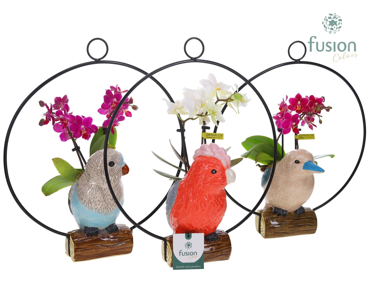 Keramiek vogels in de ring met Phalaenopsis 35cm 28cm Pot