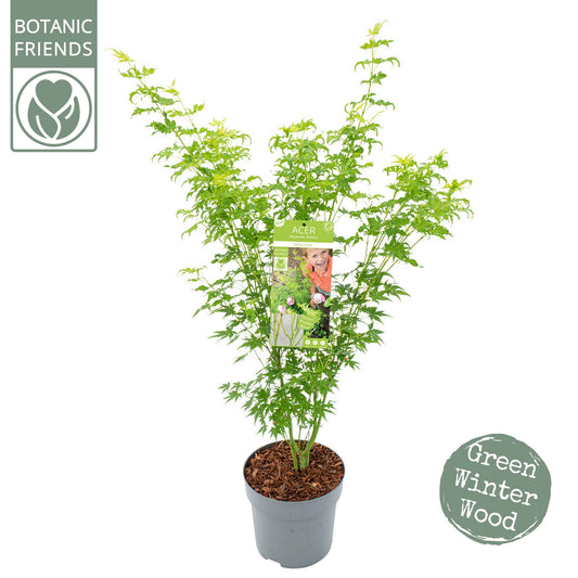 Acer Going Green 145cm 24cm Pot