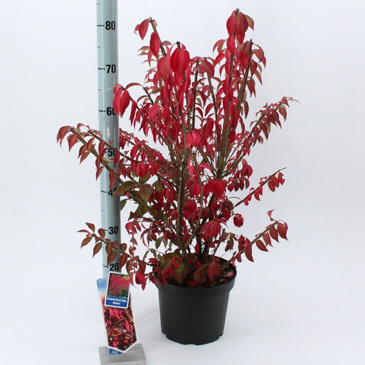 Euonymus alatus 80cm 23cm Pot