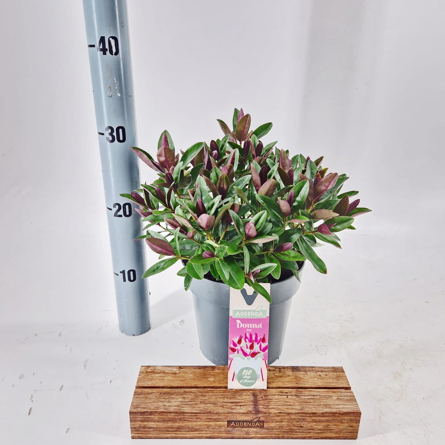 Hebe Addenda mix 30cm 17cm Pot