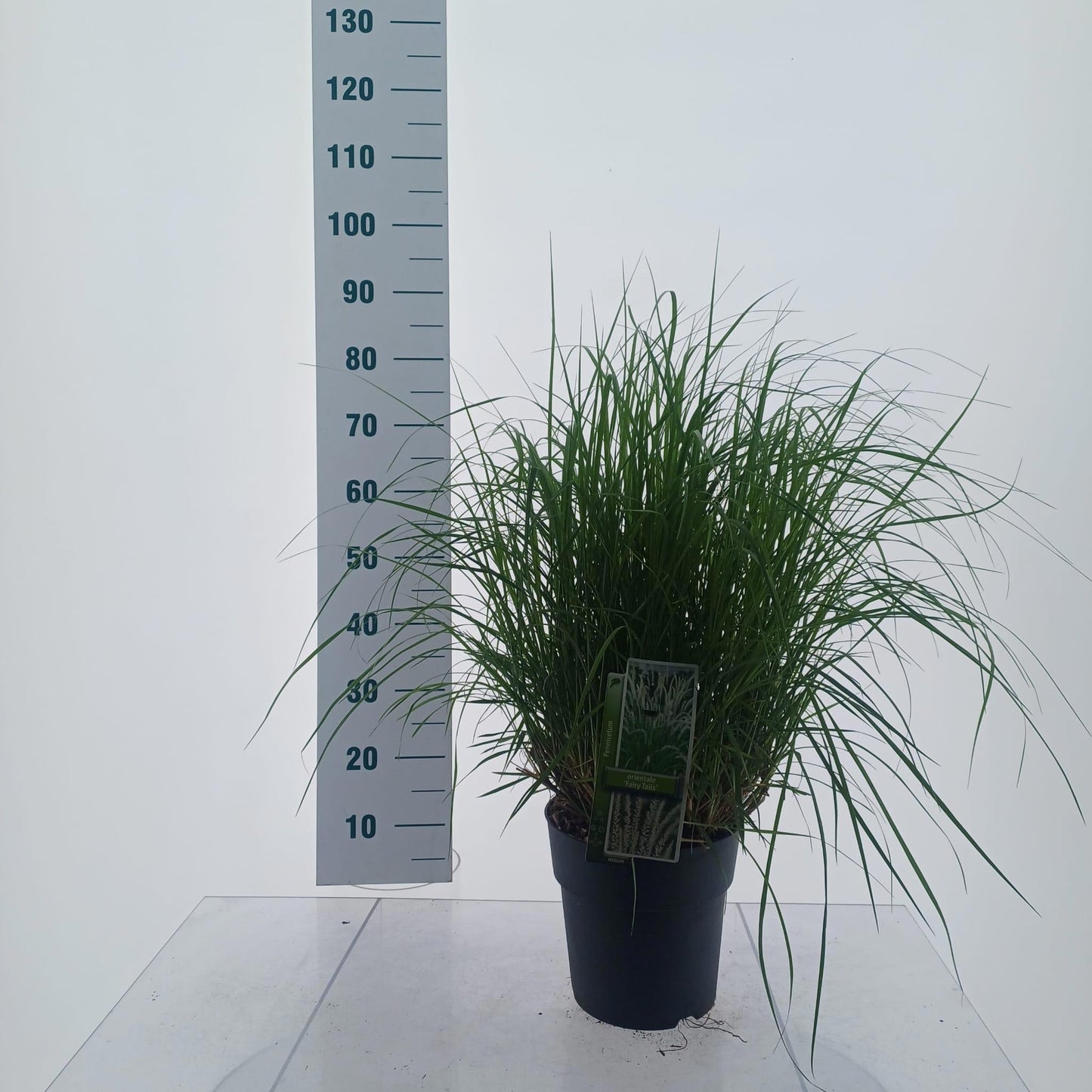 Pennisetum orientale 75cm 23cm Pot