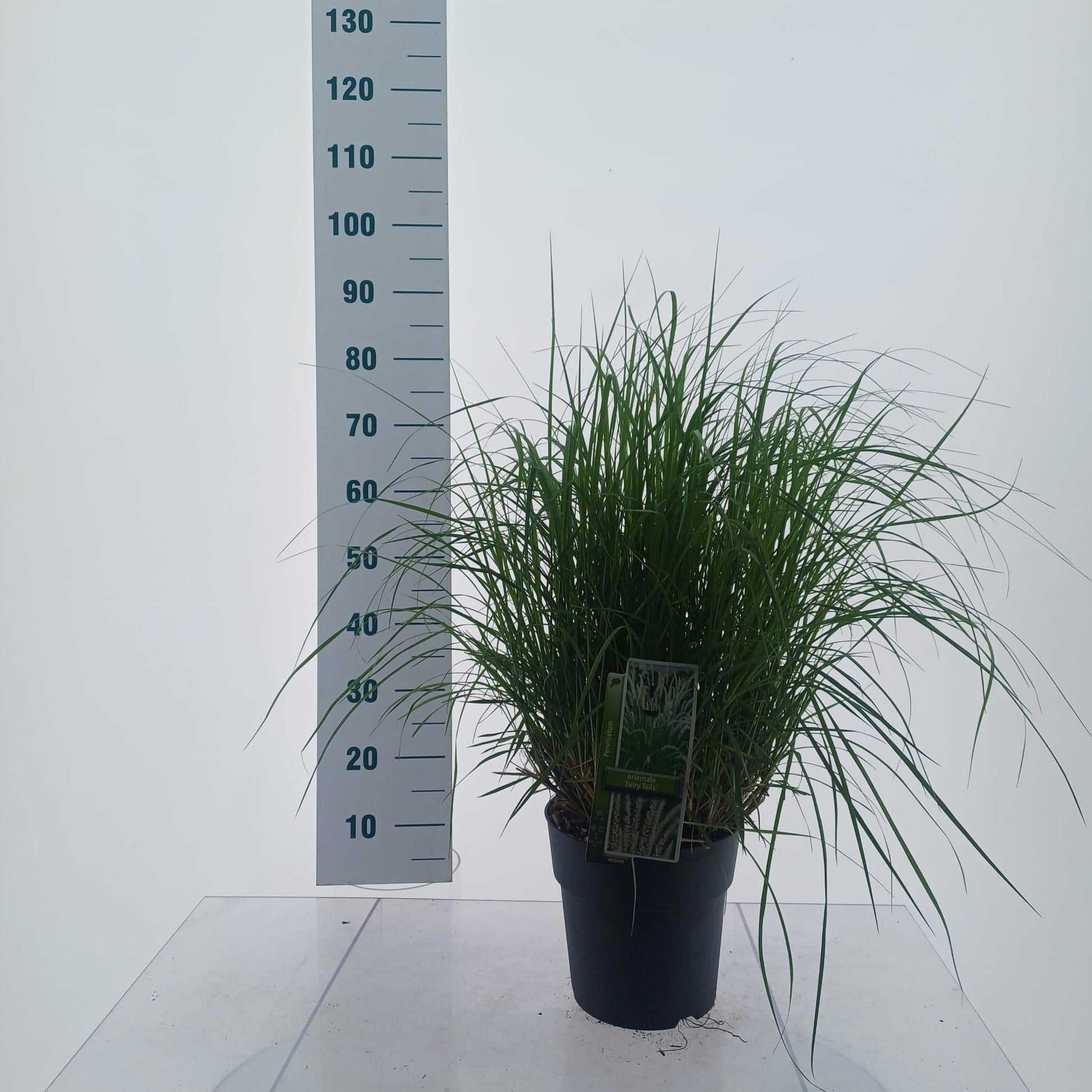 Pennisetum orientale 75cm 23cm Pot