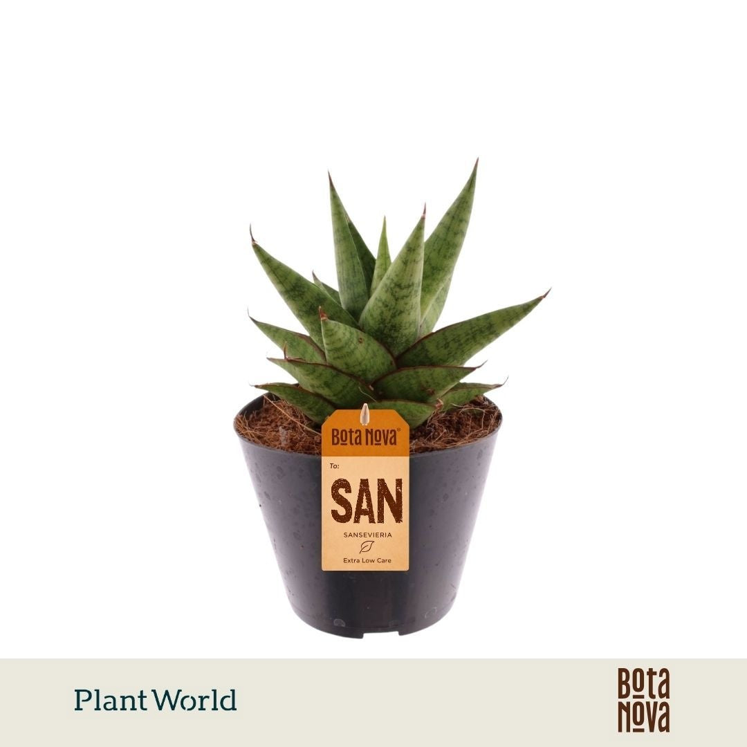 Sansevieria cylindrica 15cm 10.5cm Pot