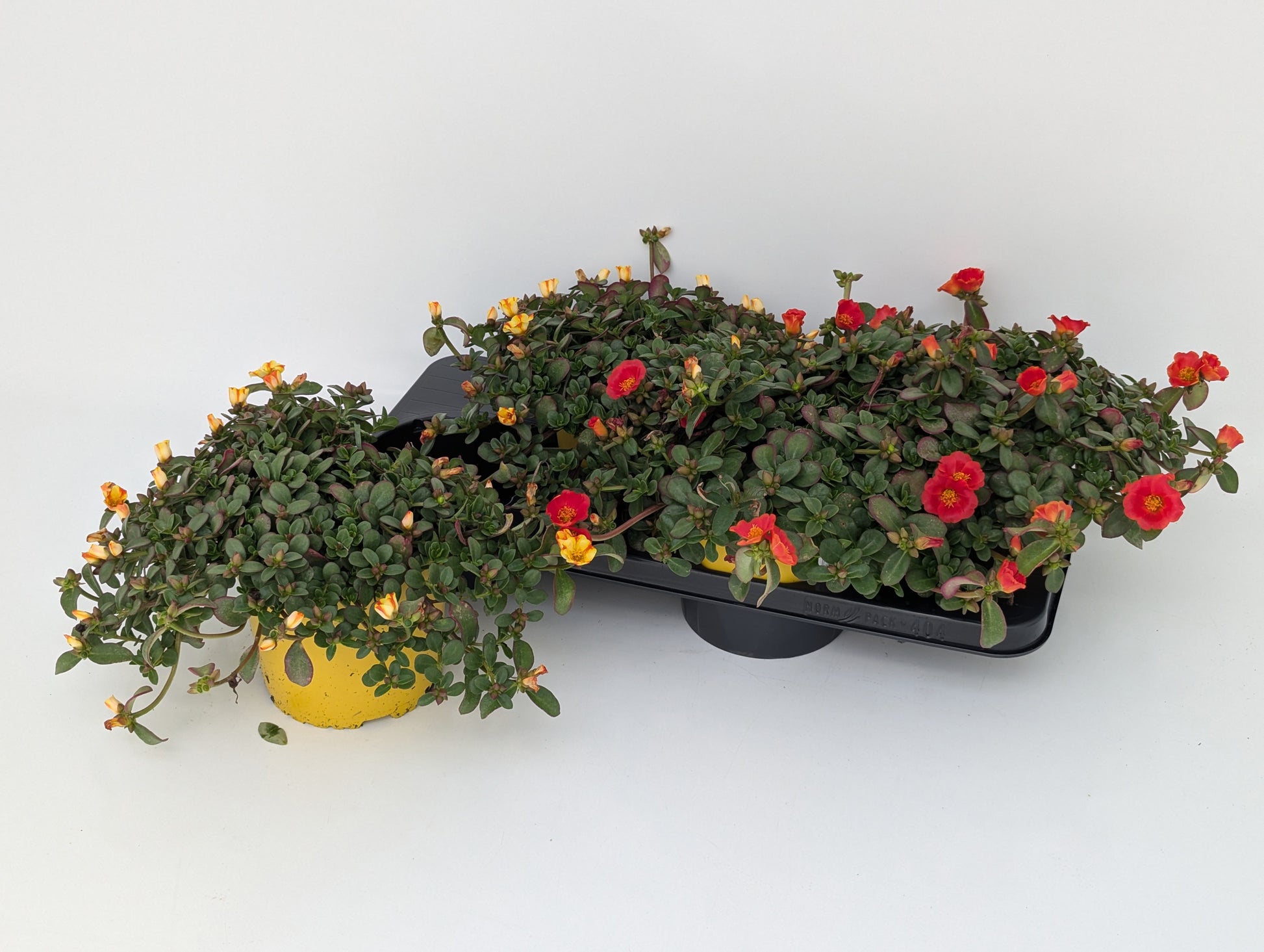 Portulaca Cupcake Upright mix 30cm 17cm Pot