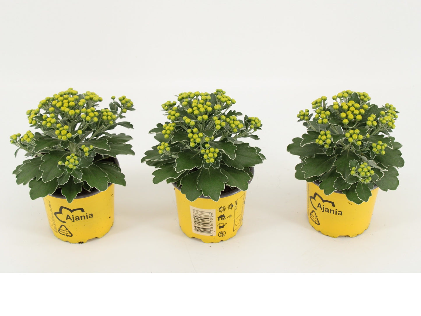 Kwintplant VOF Ajania pacifica Pack of 15