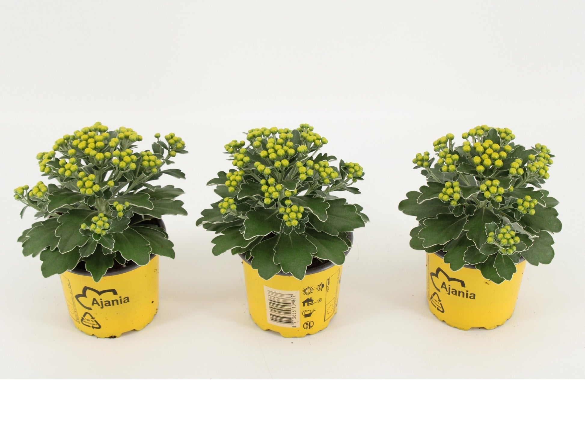 Kwintplant VOF Ajania pacifica Pack of 15