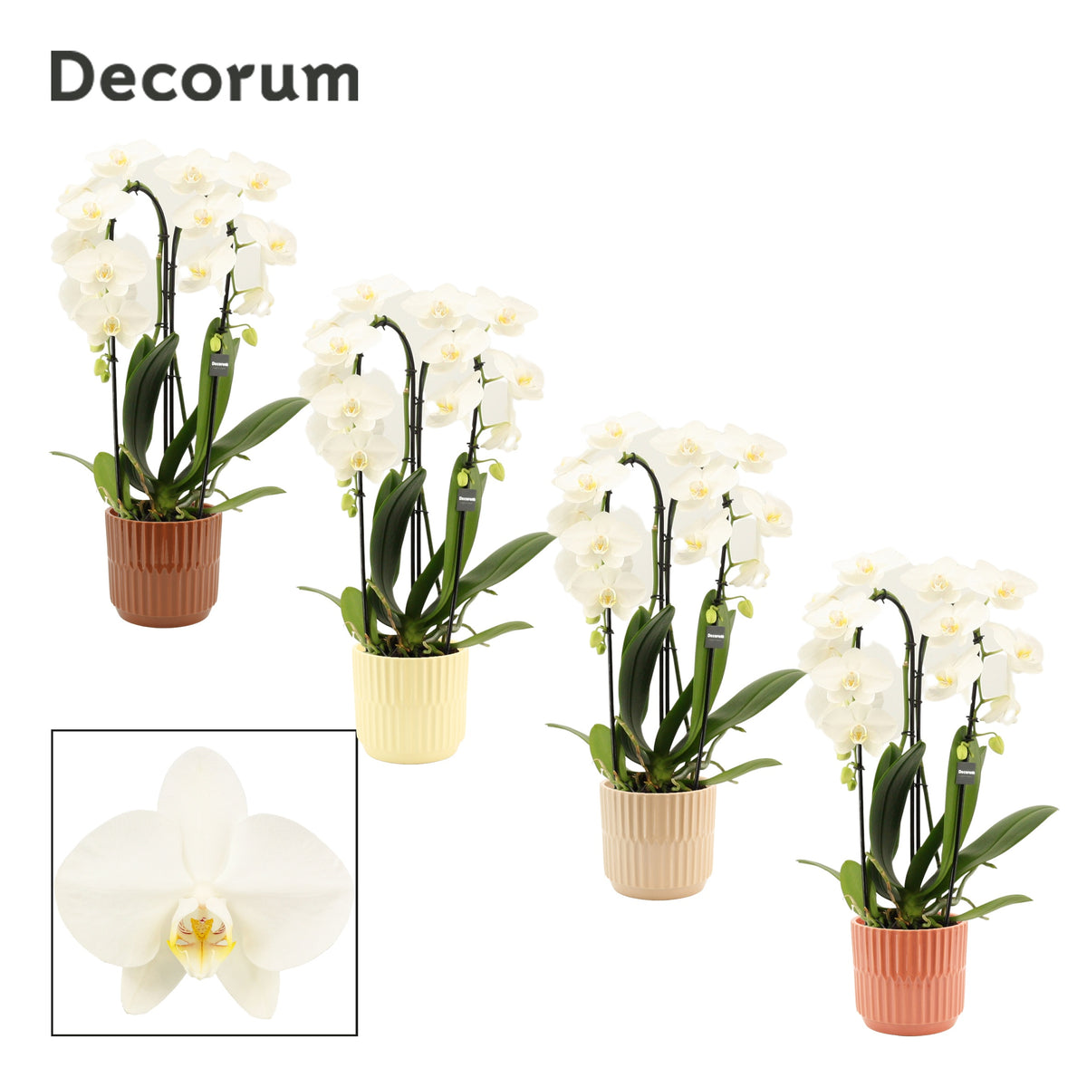 Phalaenopsis white 55cm 12cm Pot