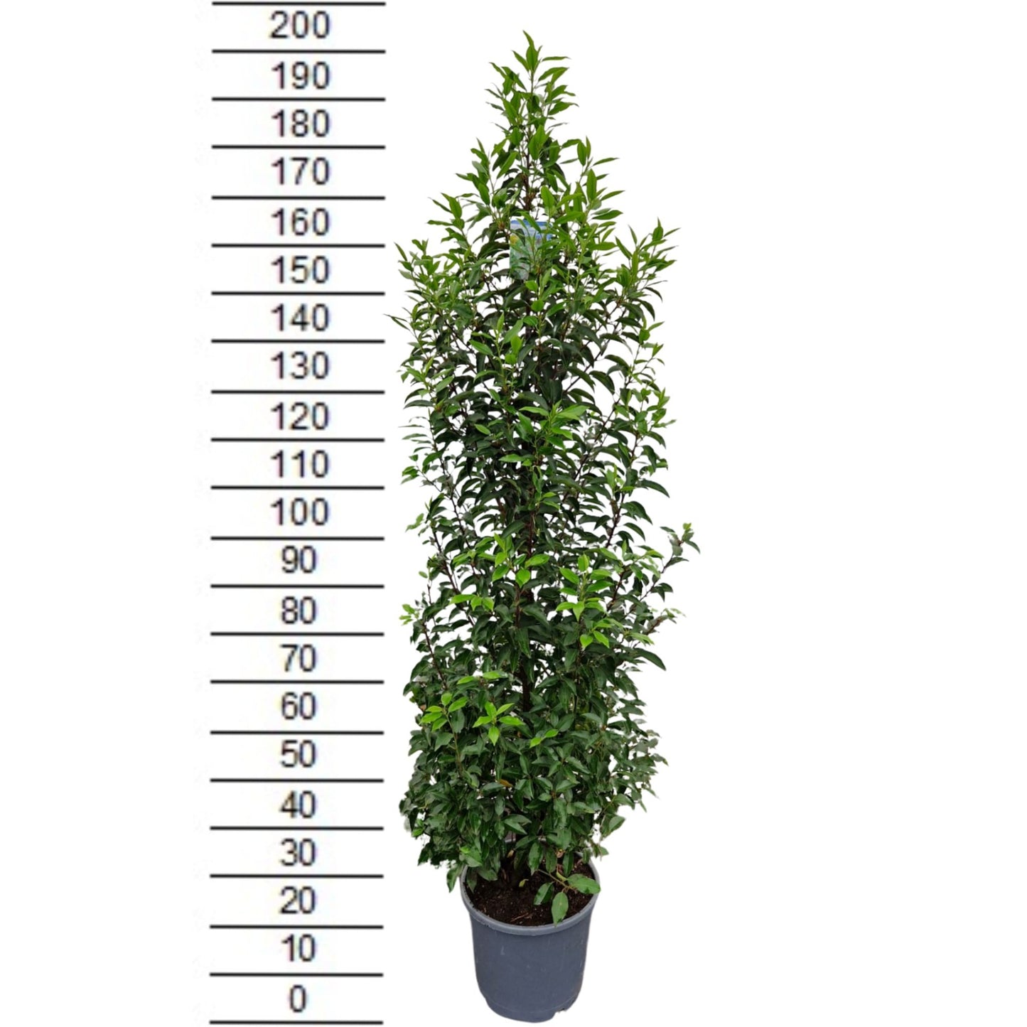 Prunus lusitanica Angustifolia 175cm 32cm Pot