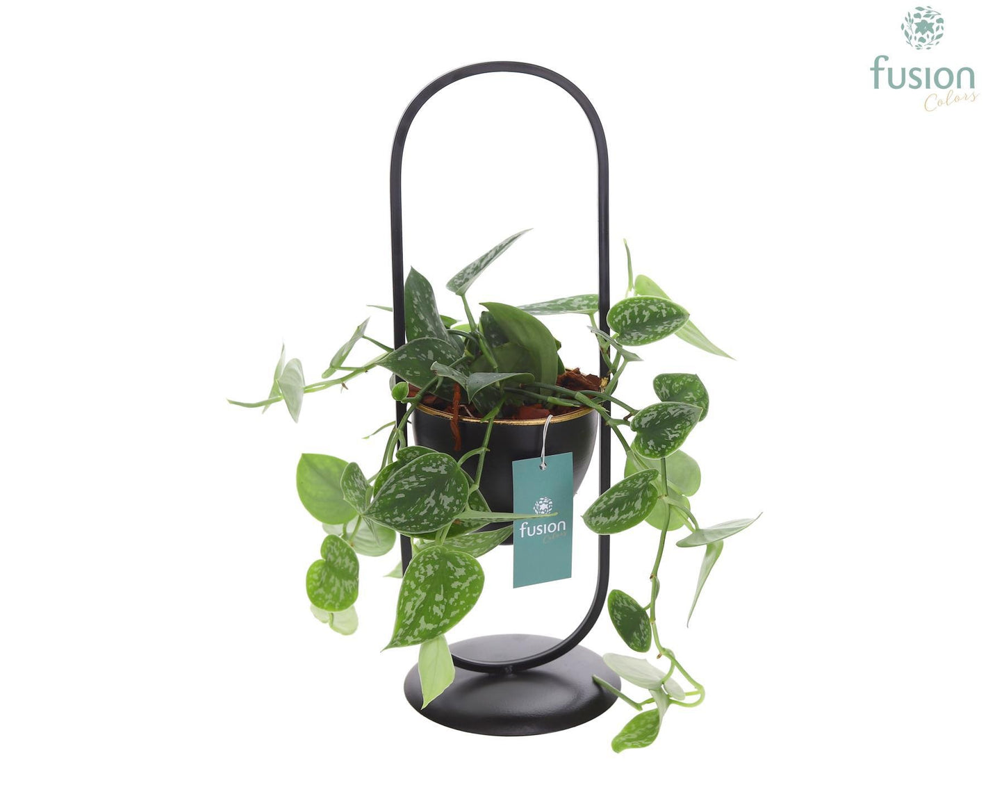 Fusioncolors BV Metaal rek met 1 pot zwart met Scindapsus Pack of 6