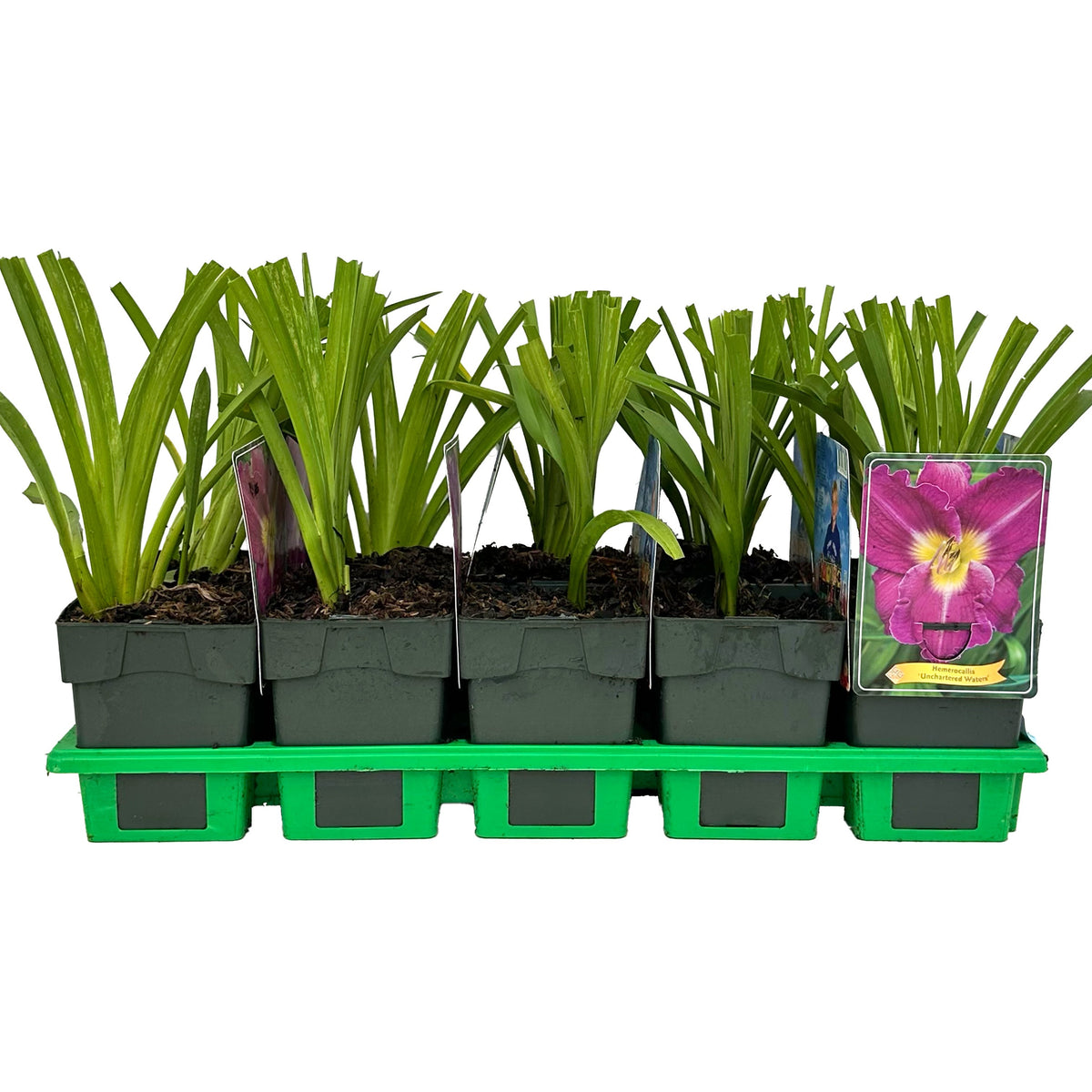 Hemerocallis mix 25cm 11cm Pot