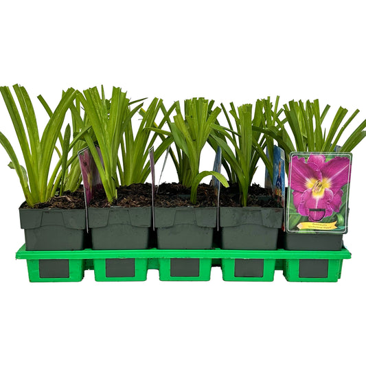 Hemerocallis mix 25cm 11cm Pot