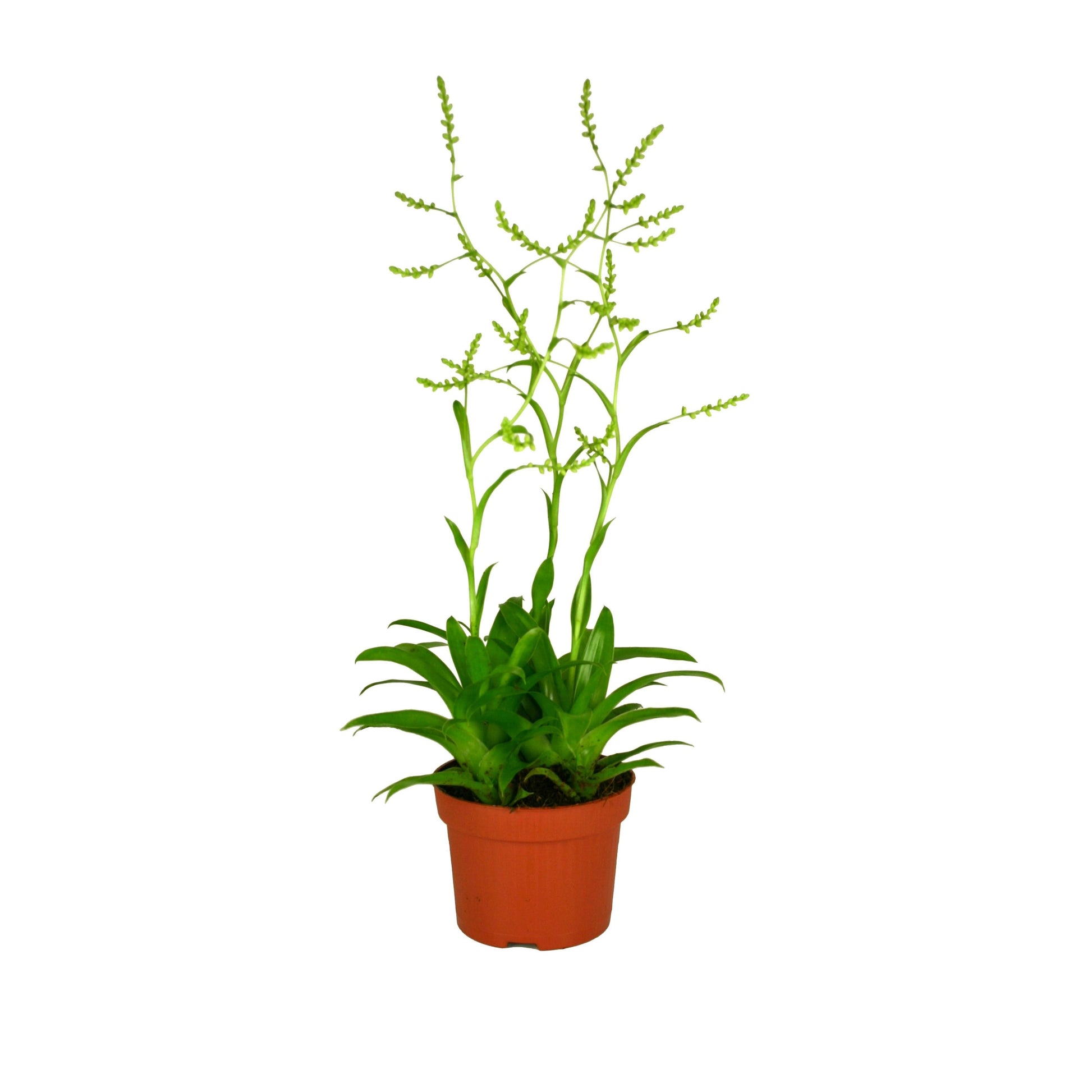 Catopsis morreniana 30cm 12cm Pot