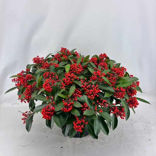 Skimmia japonica Lipstick 65cm 31cm Pot