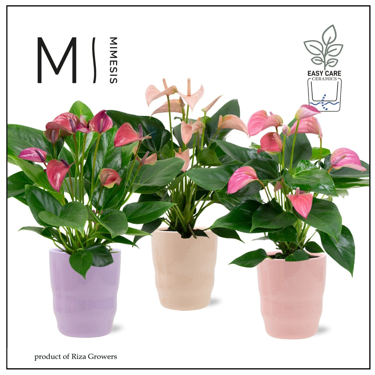 anthurium-joli-mix-45cm-12cm-pot