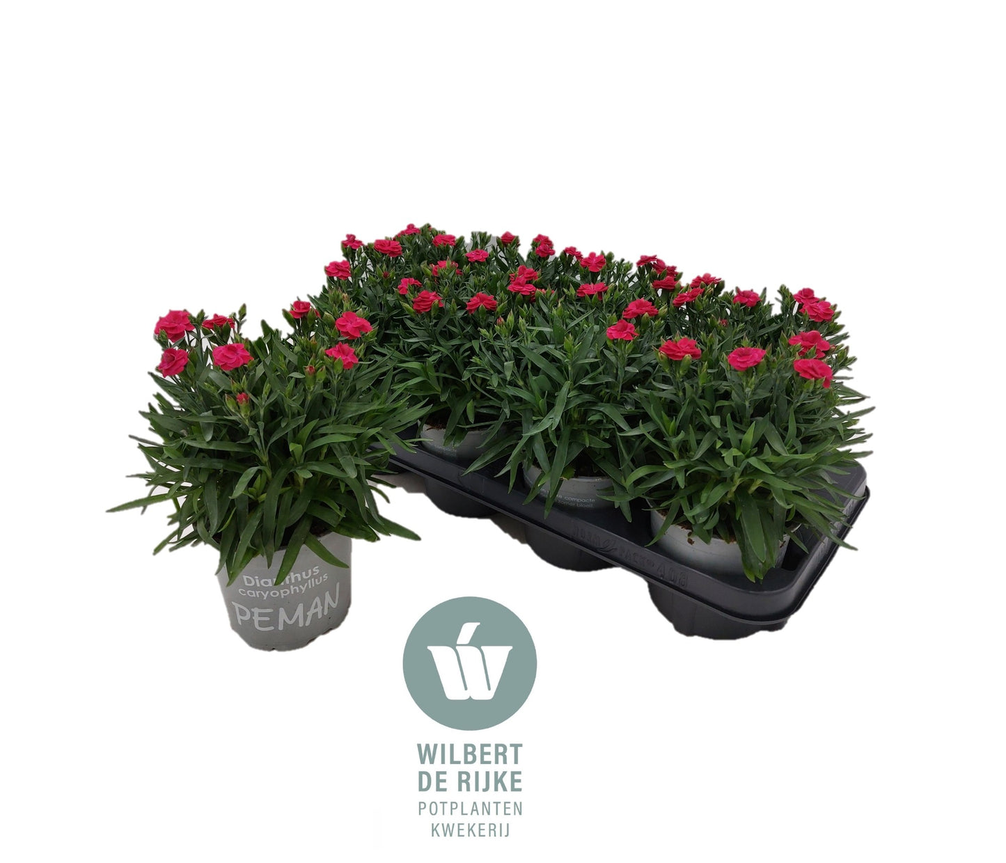 Dianthus Peman Merlot 25cm 12cm Pot
