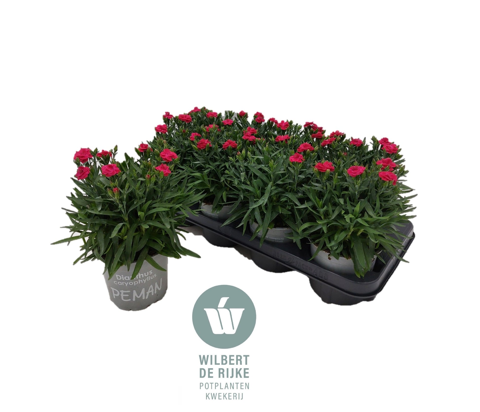 Dianthus Peman Merlot 25cm 12cm Pot