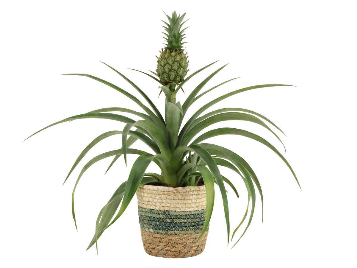 Ananas Mi Amigo 40cm 12cm Pot