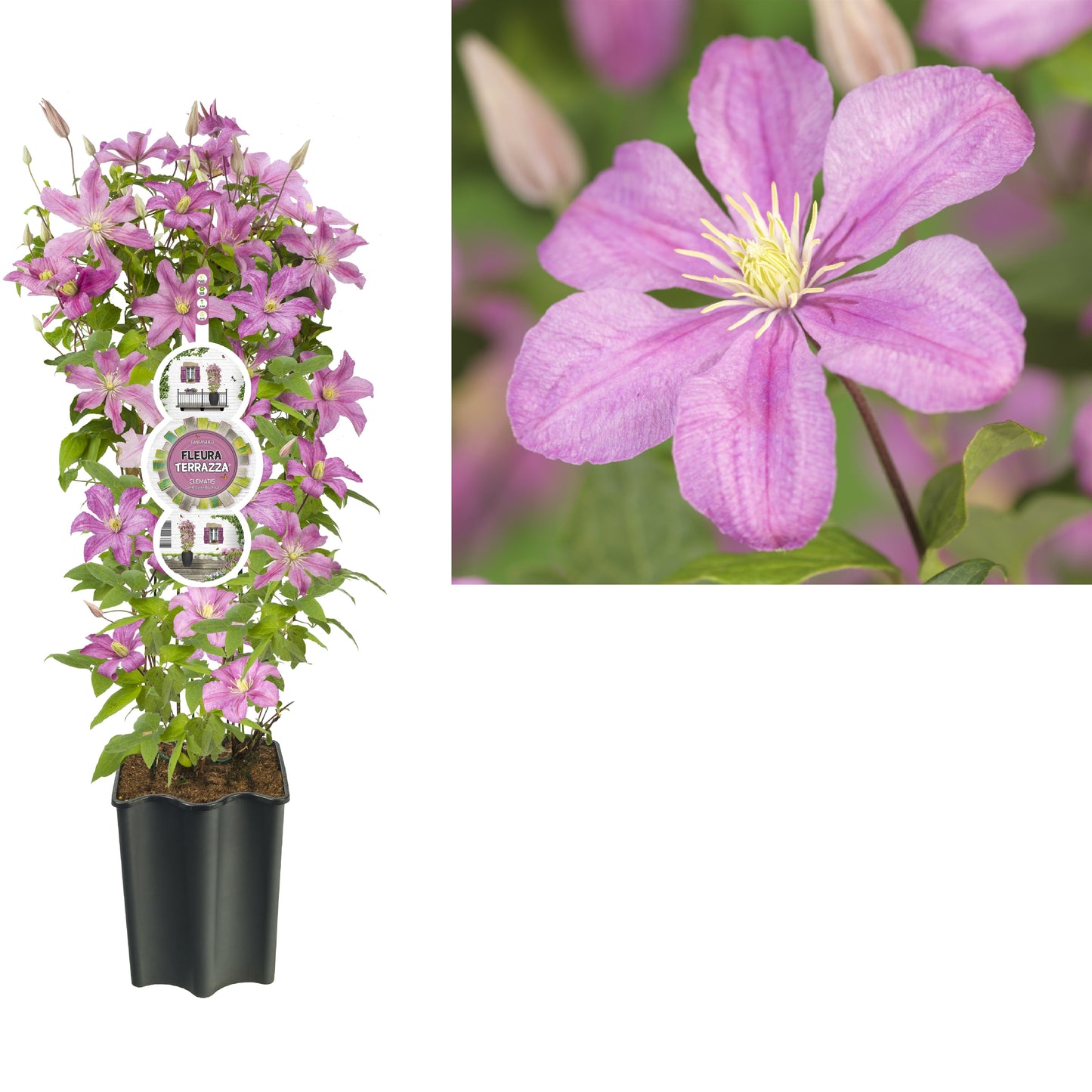 Clematis Comtesse de Bouchaud 75cm 19cm Pot