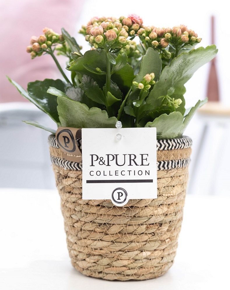 Kalanchoe Rosalina Don Alano 27cm 12cm Pot