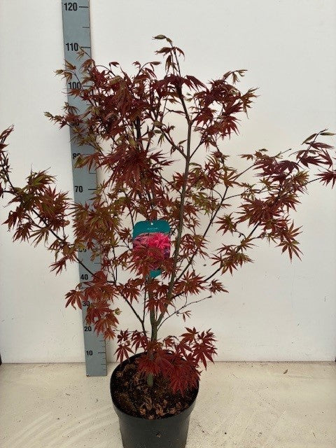 Acer palmatum Pixie 80cm 26cm Pot