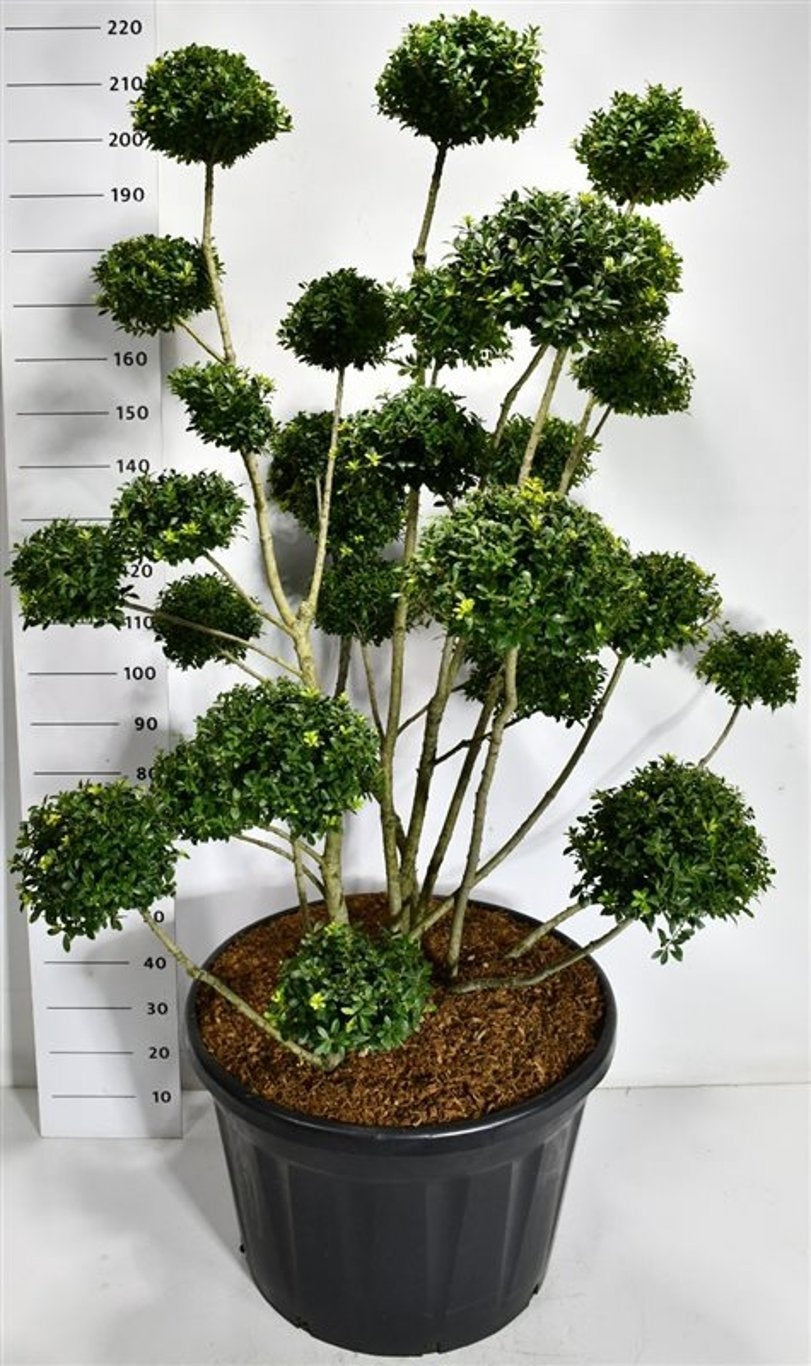Ilex mix 220cm 80cm Pot