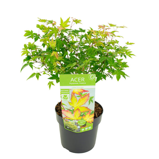 Acer Little Princess 55cm 19cm Pot
