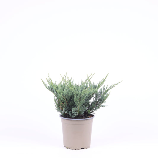 Juniperus Blue Chip 25cm 15cm Pot