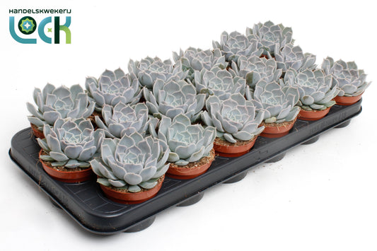 echeveria-rosea-15cm-special-pot-508