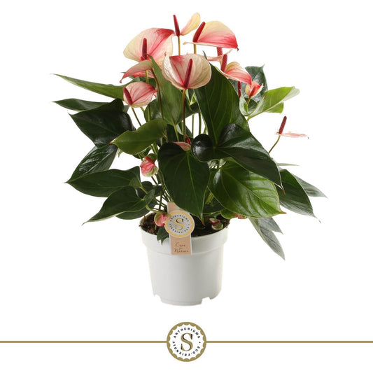Anthurium Mystique 55cm 17cm Pot
