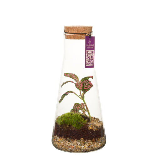 Wardians Terrarium - Kalypso 20cm 9cm Pot