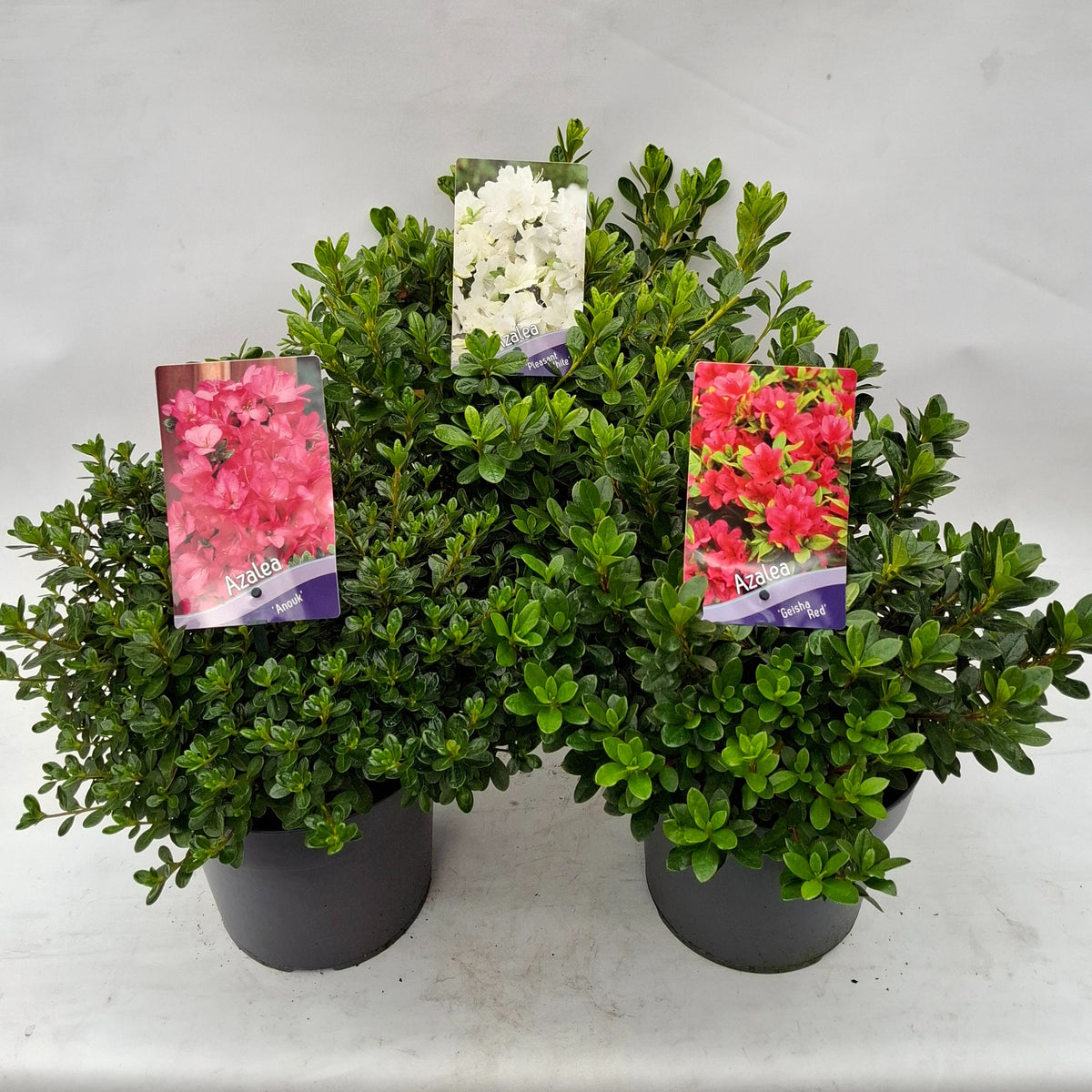 Rhododendron mix 30cm 19cm Pot