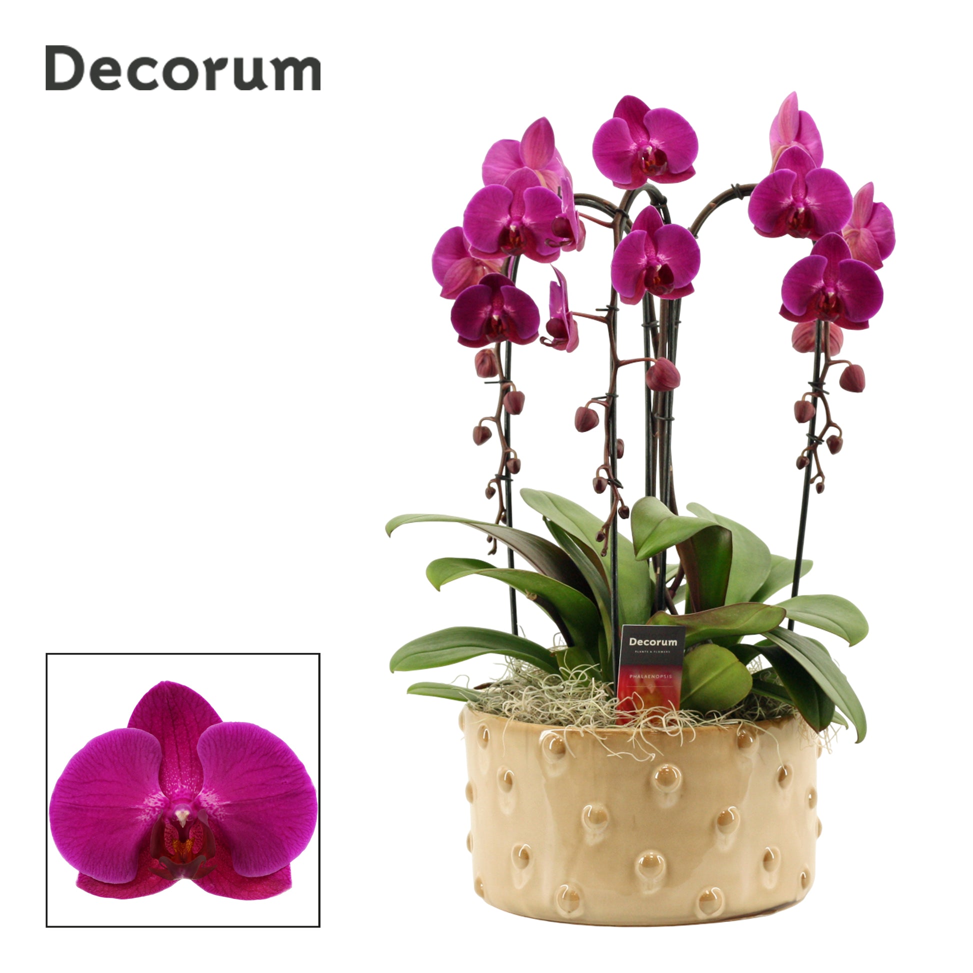 Phalaenopsis purple 55cm 27cm Pot