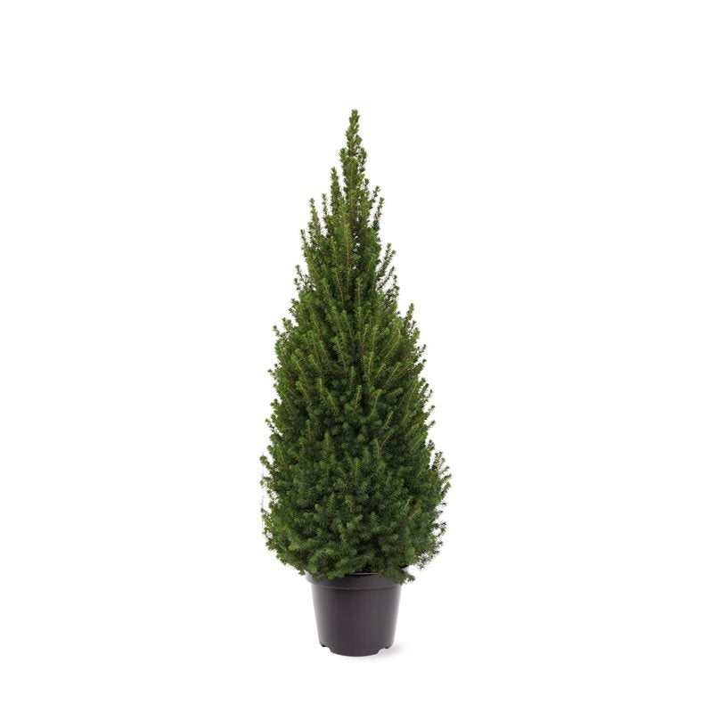 Picea glauca Perfecta 95cm 26cm Pot