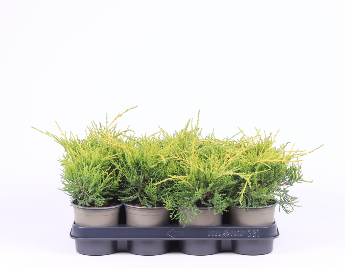Juniperus Gold Coast 20cm 11cm Pot