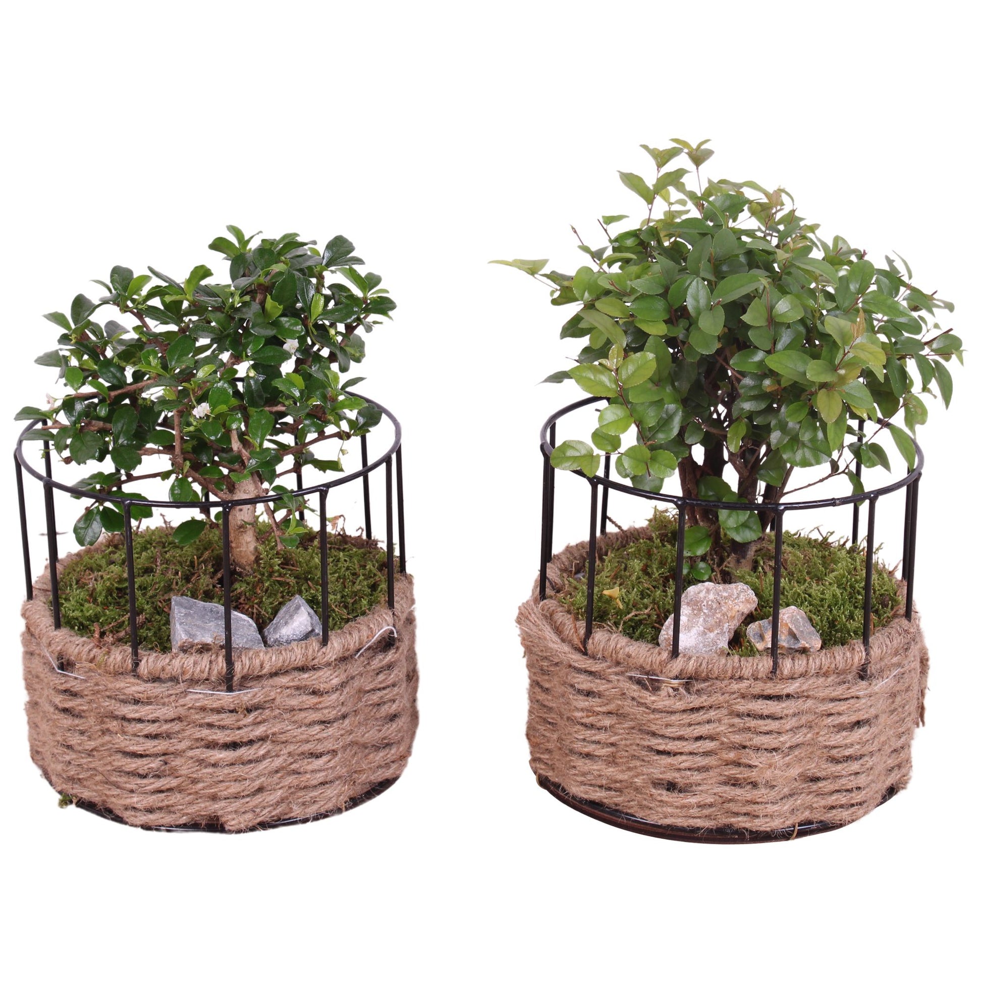 Bonsai mix 30cm 17cm Pot