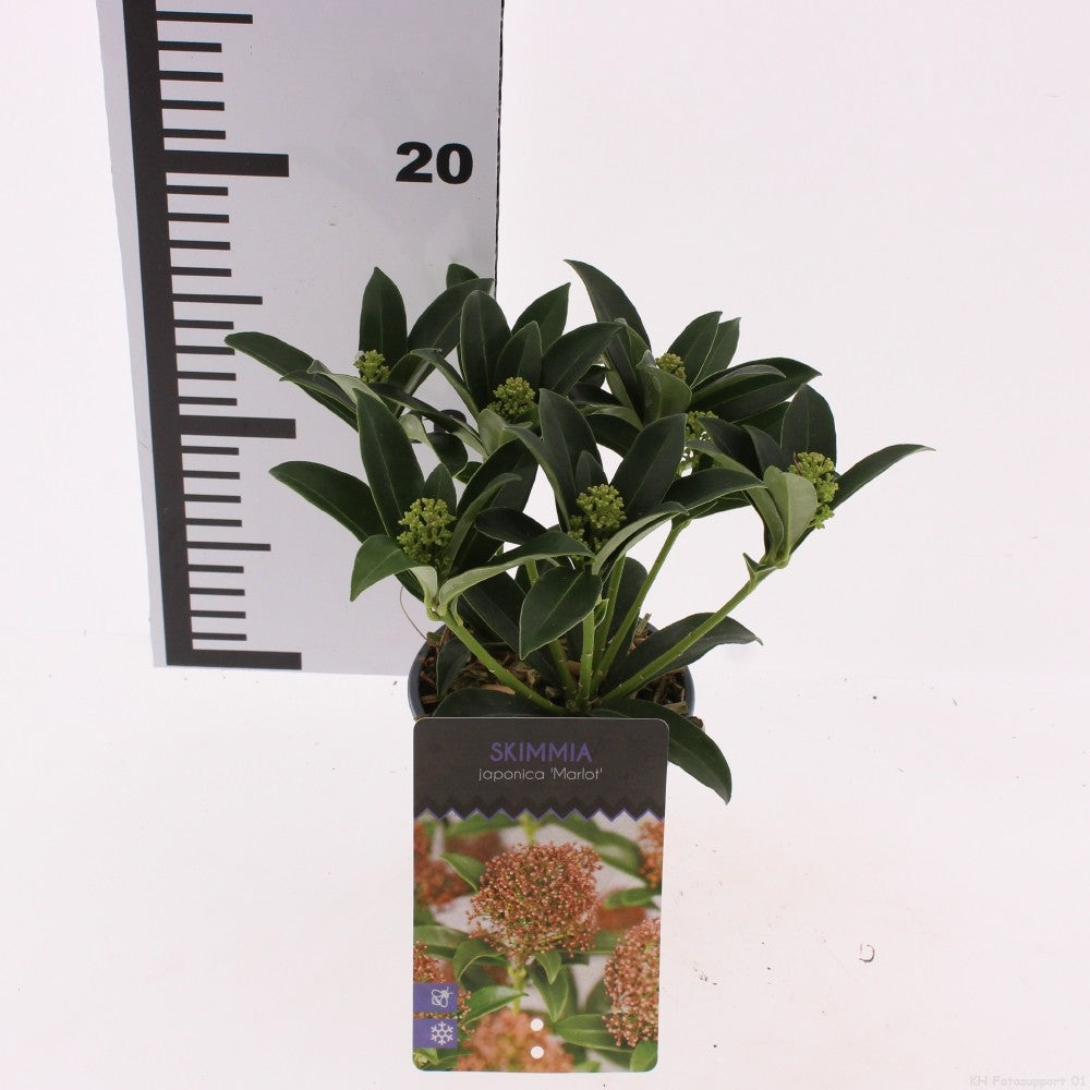 Snepvangers Tuinplanten Skimmia japonica Pack of 18