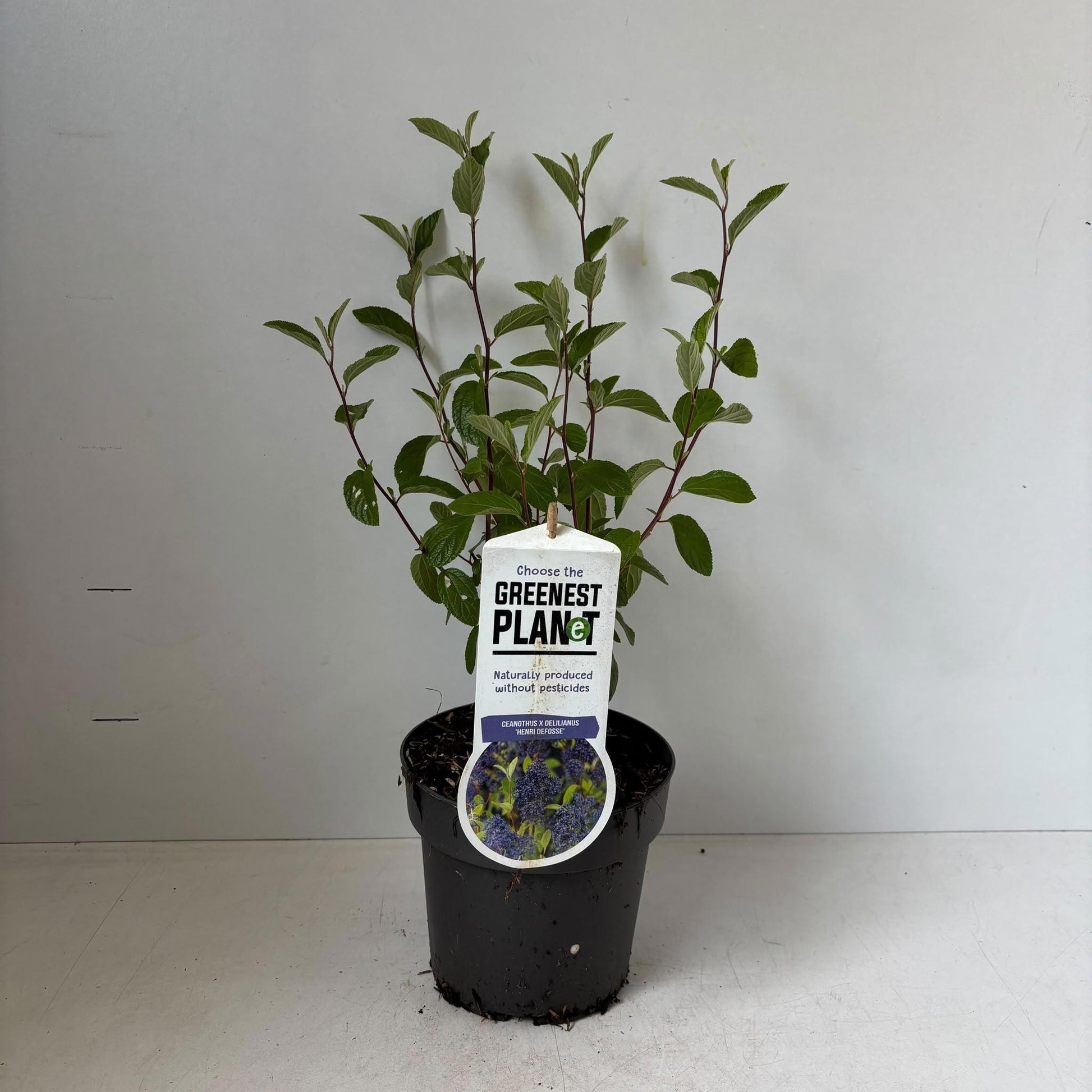 Ceanothus del. Henry Desfossé 35cm 17cm Pot