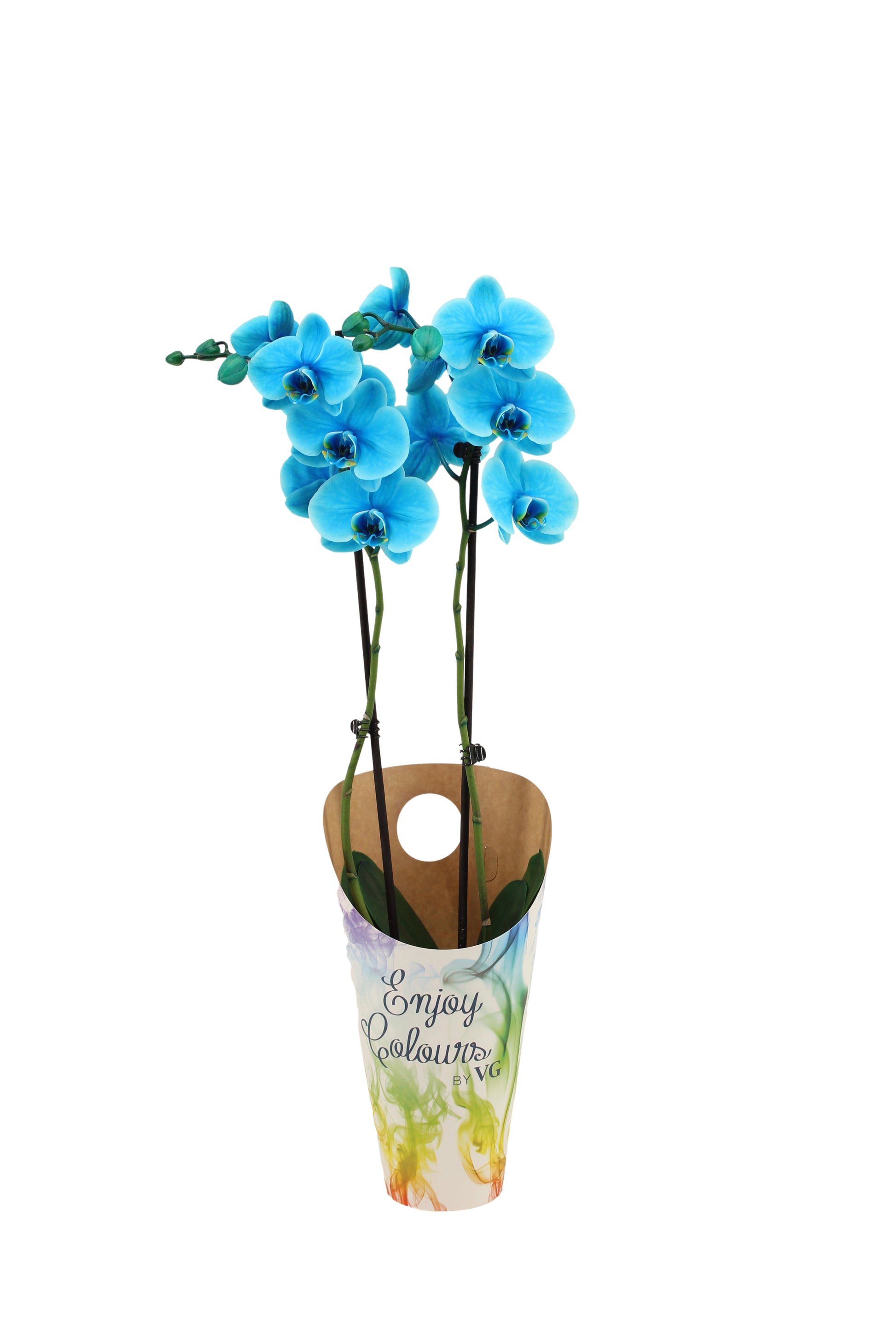 Phalaenopsis Royal ocean blue 55cm 12cm Pot