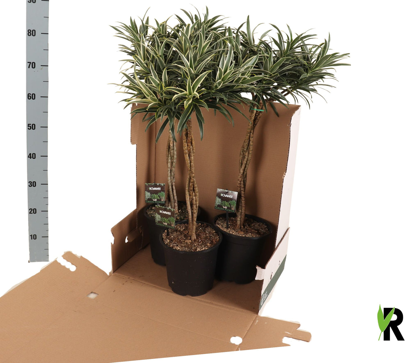 Rovawee BV Dracaena reflexa Pack of 3