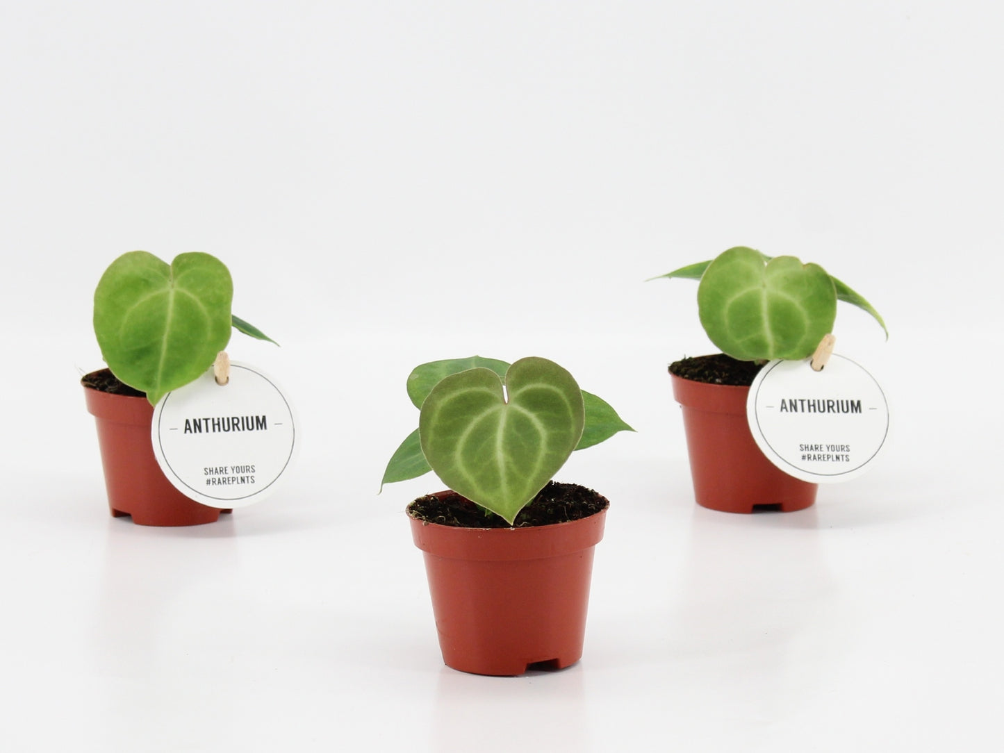 Anthurium clarinervium 15cm 6cm Pot